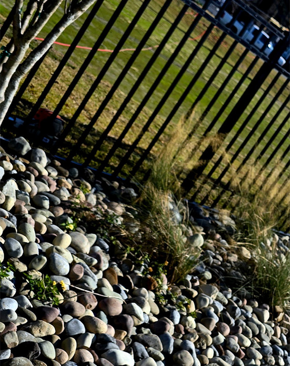 Decorative river rock hardscaping bed installed with ornamental grasses and seasonal flowers along a black aluminum fence.